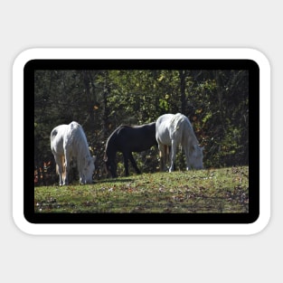 Wild Horse Herd Sticker